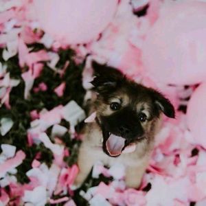 Meet your Posher, Sammy